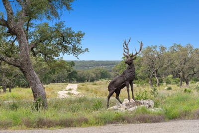 /international/us/0000-county-road-1287-lampasas-tx-110099699130/