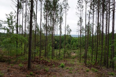 /international/us/xxx-palmer-mountain-road-caddo-gap-ar-110100265273/