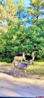 /international/us/sr-512-highway-chama-nm-110099987466/