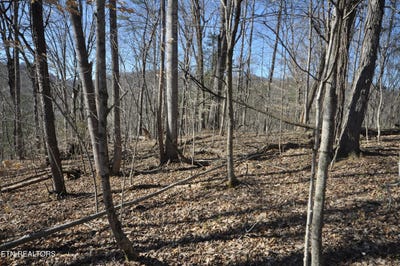 /international/us/00-old-tazewell-pike-luttrell-tn-110098254772/