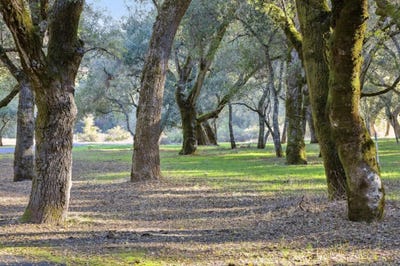 /international/us/11-arroyo-sequoia-carmel-valley-ca-110106983796/