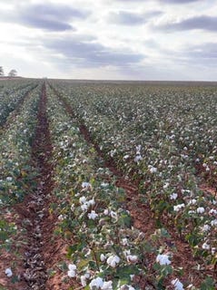 /international/us/county-road-305-brownfield-tx-110105048910/