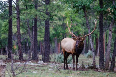 /international/us/7800-forest-service-122-rd-tract-9b-happy-jack-az-110106146397/