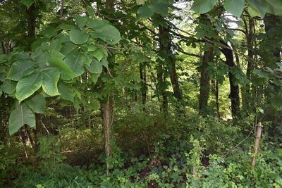 /international/us/tba-beverly-hills-dr-north-tazewell-va-110100866561/