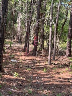 /international/us/lucys-lane-mount-pleasant-sc-110107281232/