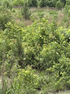 /international/us/texas-lane-elko-sc-110108539924/