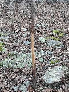 /international/us/moonshine-pass-salem-mo-110105512975/