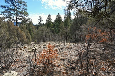 /international/us/bear-rd-cr-322-tierra-amarilla-nm-110097355479/
