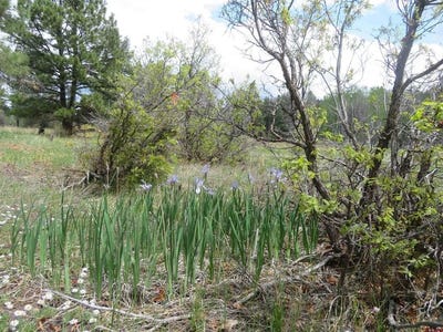 /international/us/4140-n-pagosa-boulevard-pagosa-springs-co-110101343887/?lang=zh-cn