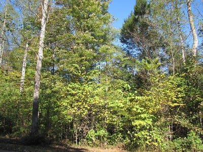 /international/us/melmark-acres-trail-lot-15-stuart-va-110046939341/
