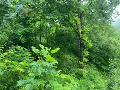 /international/us/00-jennys-fork-lot-2-map-048-00-00-008-00-pikeville-ky-110069507510/?lang=it
