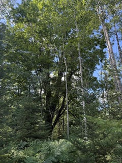 /international/us/50-acres-herron-road-alpena-mi-110101118883/?lang=en