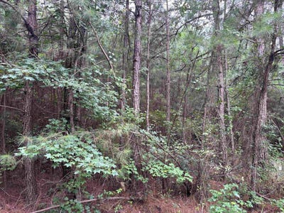 /international/us/mcgregor-st-lot-5-d-lake-city-sc-110101479595/