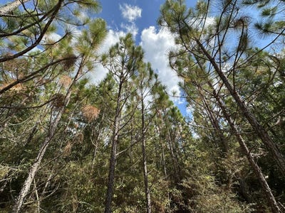 /international/us/parcel-c-new-ebenezer-road-laurel-hill-fl-110105527562/