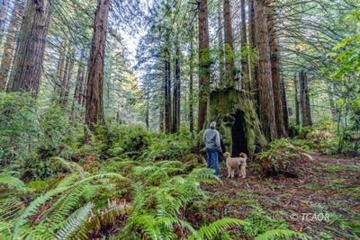 /international/us/1155-patricks-point-dr-trinidad-ca-110085254312/