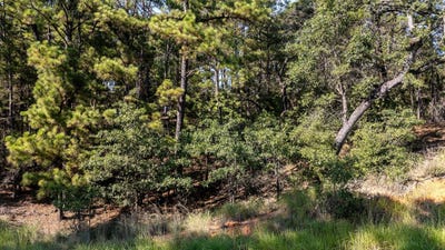 /international/us/136-lamaloa-ln-bastrop-tx-110101491141/