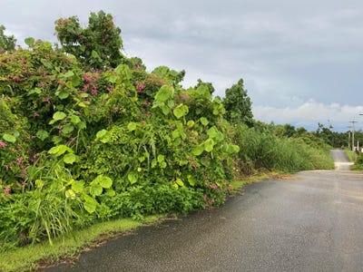 /international/us/josefinan-rafet-drive-mangilao-gu-110107659982/