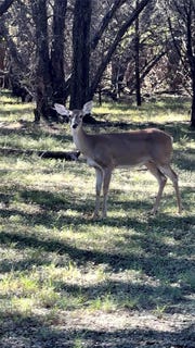 /international/us/177-highline-road-valley-mills-tx-110120452851/