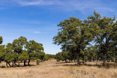 /international/us/650-w-other-roosevelt-tx-110086892145/