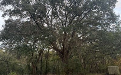 /international/us/sw-mcgriff-ln-kaman-lake-city-fl-110096242898/