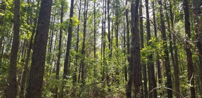 /international/us/18000-al-hwy-219-marion-al-110101010918/