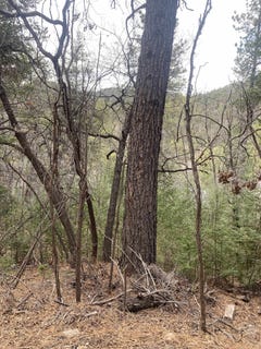/international/us/4-devils-tower-ln-high-rolls-mountain-park-nm-110109594478/