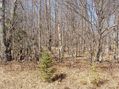 /international/us/4th-add-margaret-ln-lot-14-park-falls-wi-110098319894/