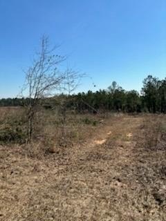 /international/us/17-5ac-county-rd-67-clopton-al-110100552498/