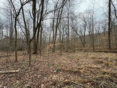/international/us/hardwood-road-wallingford-ky-110090241993/