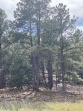 /international/us/45-silver-feather-trail-pecos-nm-110082414533/