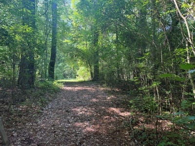 /international/us/00-lotta-river-road-sipsey-al-110102820151/