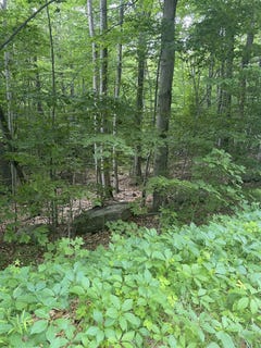 /international/us/8-fred-johnson-circle-lot-16-middlebury-vt-110104293259/