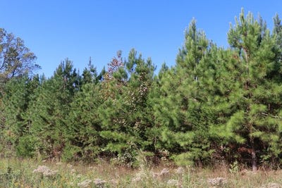 /international/us/15-farmville-road-lot-3-meherrin-va-110102984938/