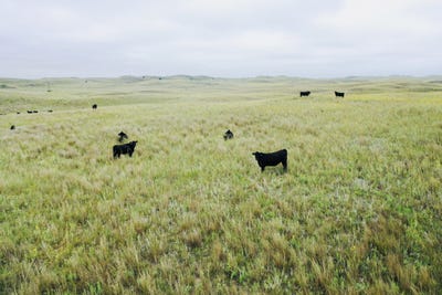 /international/us/755-90-acres-arnold-ne-110101938807/