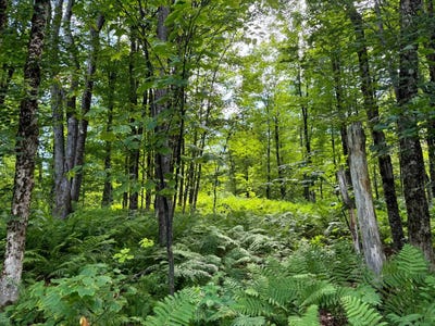 /international/us/1131-gregory-rd-osceola-ny-110097216197/?lang=en