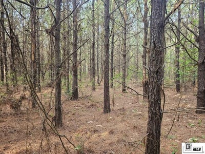 /international/us/county-line-road-ruston-la-110108999190/