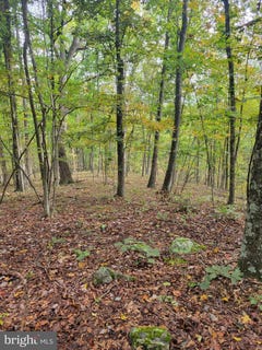 /international/us/bear-road-delray-wv-110120113670/