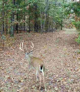 /international/us/114-acres-styles-road-noel-mo-110120092690/