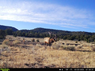 /international/us/000-forest-road-19-quemado-nm-110095570635/
