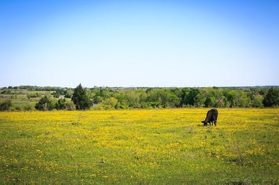 /international/us/177-acres-chadwick-hogan-road-chappell-hill-tx-110097492131/