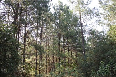 /international/us/pid-36982-ben-dunn-road-lufkin-tx-110105932498/
