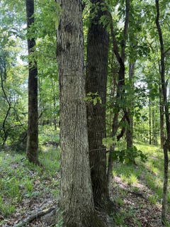 /international/us/00-county-road-83-mccarley-ms-110109042410/