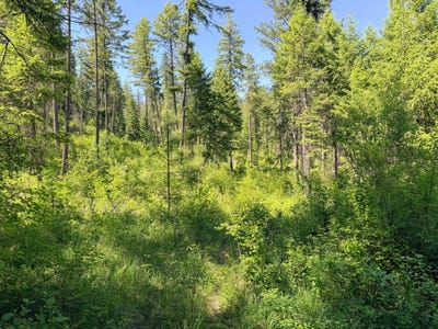 /international/us/2008-tbd-lots-a-d-summit-valley-rd-addy-wa-110108541353/