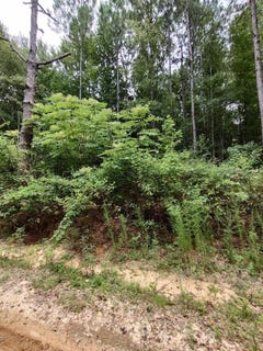 /international/us/nhn-lakeshore-dr-lot-160-lumberton-ms-110101728797/