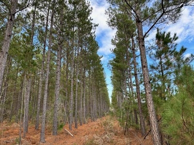 /international/us/0-pleasant-hill-drive-hemingway-sc-110090438381/