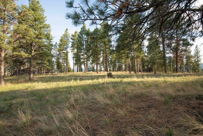 /international/us/leaning-tree-lane-clancy-mt-110097837828/?lang=en