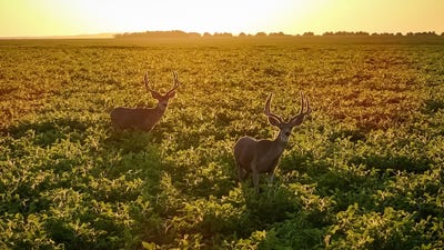 /international/us/190th-street-pierre-sd-110102657128/