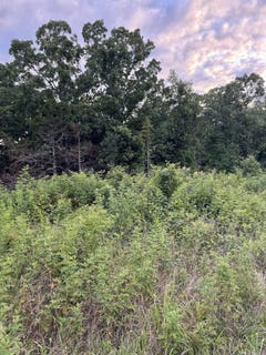 /international/us/ballard-road-vilonia-ar-110108750959/