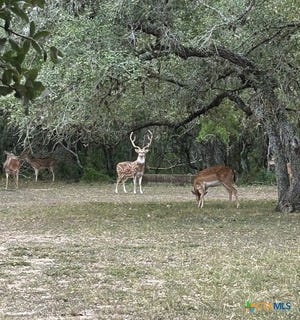 /international/us/305-cr-305-beeville-tx-110100587787/