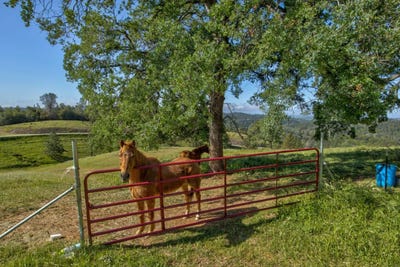 /international/us/trembath-mountain-road-fiddletown-ca-110107311184/